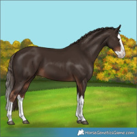 Horse Color:Liver Chestnut Splash