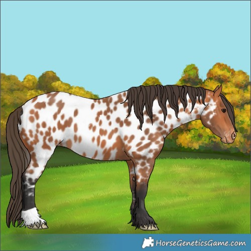 Horse Color:Bay Appaloosa 