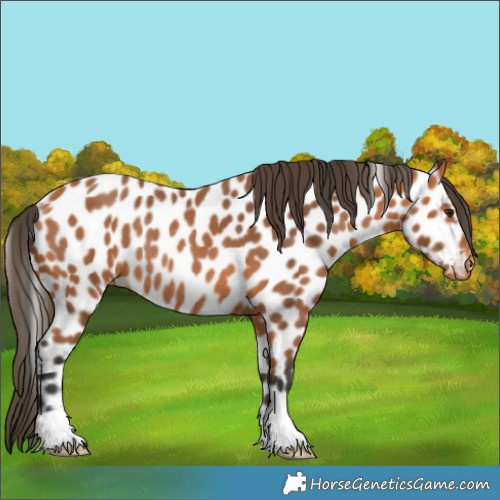 Horse Color:Bay Appaloosa Rabicano 