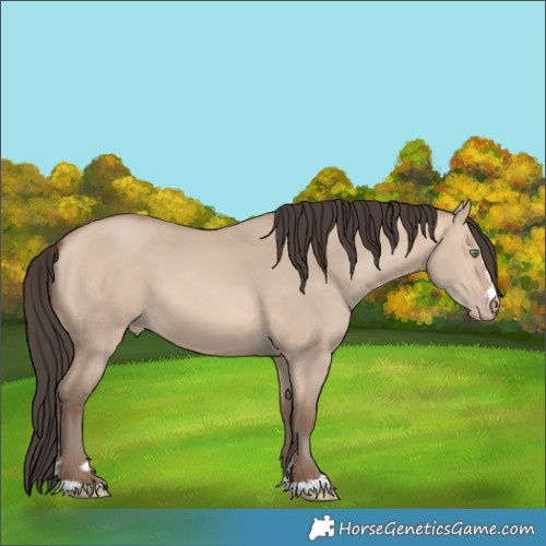 Horse Color:Amber Champagne Dun 