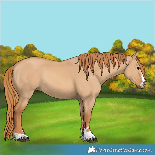 Horse Color:Red Dun Rabicano 