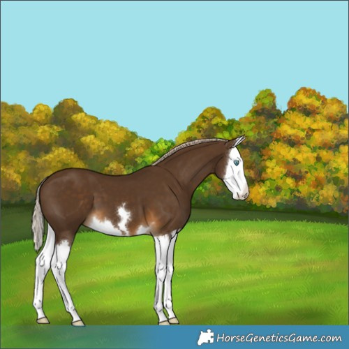 Horse Color:Chocolate Palomino Splash 