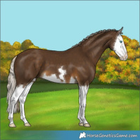 Horse Color:Chocolate Palomino Splash 