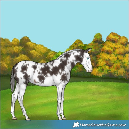 Horse Color:White Spotted Liver Chestnut Splash 