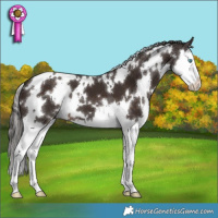 Horse Color:White Spotted Liver Chestnut Splash