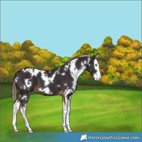 Horse Color:White Spotted Liver Chestnut Splash 