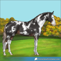 Horse Color:White Spotted Liver Chestnut Splash 