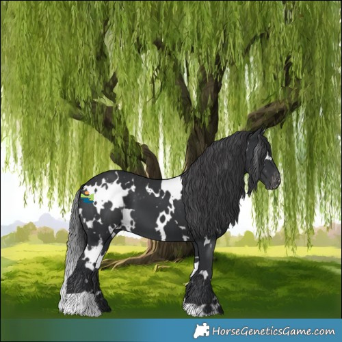 Horse Color:White Spotted Black Skewed Appaloosa 