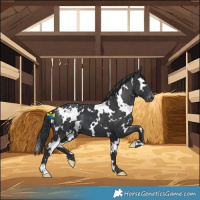 Horse Color:White Spotted Black Skewed LP Spotted 