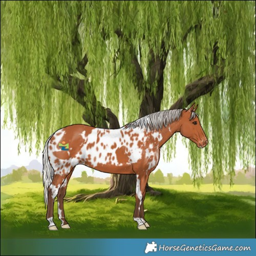 Horse Color:White Spotted Silver Bay Skewed Appaloosa 