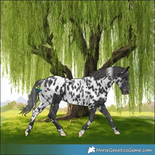 Horse Color:White Spotted Black Skewed LP Spotted