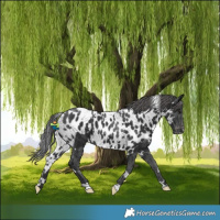 Horse Color:White Spotted Black Skewed LP Spotted