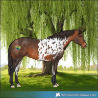 Horse Color:Bay Skewed LP Spotted 