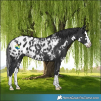Horse Color:White Spotted Black Splash Skewed LP Spotted 