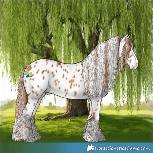 Horse Color:Chestnut Skewed Appaloosa 