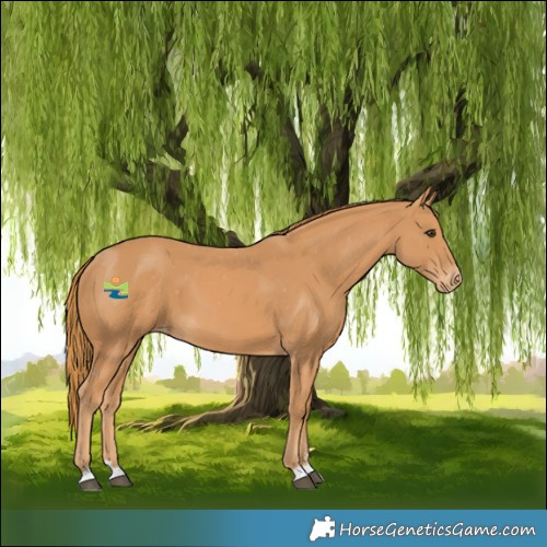 Horse Color:Chestnut Skewed Appaloosa 