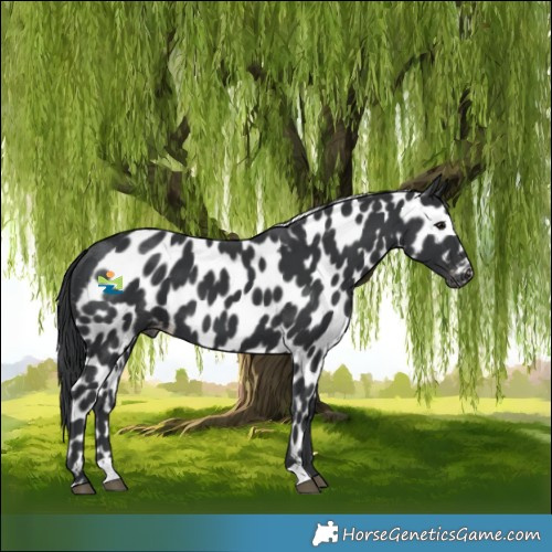 Horse Color:Black Skewed Appaloosa 
