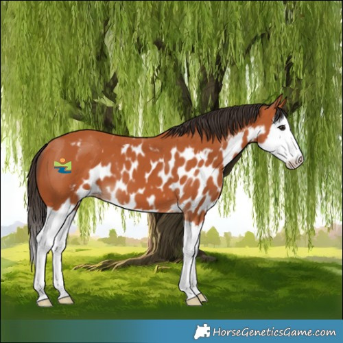 Horse Color:Bay Splash Skewed Appaloosa 