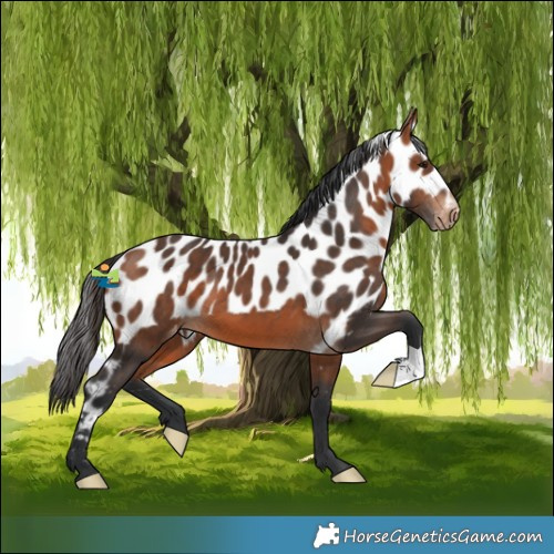 Horse Color:Bay Skewed Appaloosa