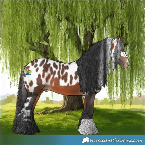 Horse Color:Bay Skewed Appaloosa 