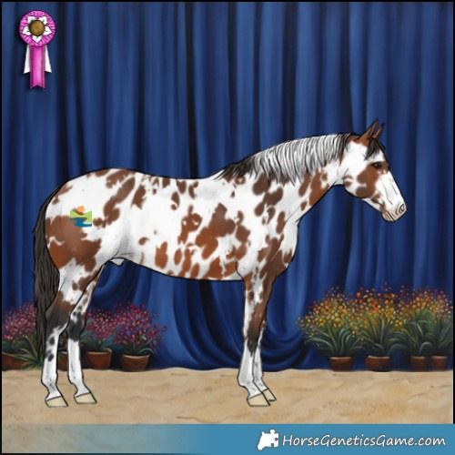 Horse Color:White Spotted Bay Skewed Appaloosa