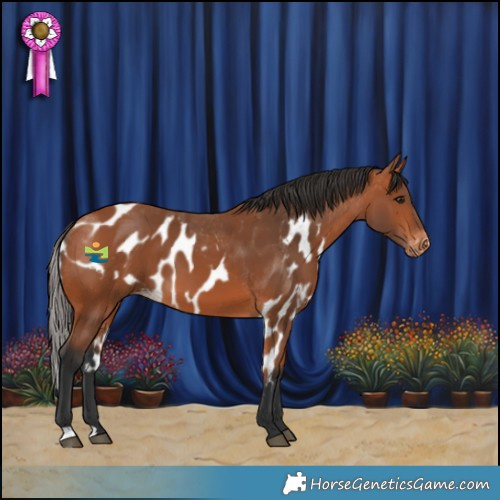 Horse Color:Bay Skewed Appaloosa