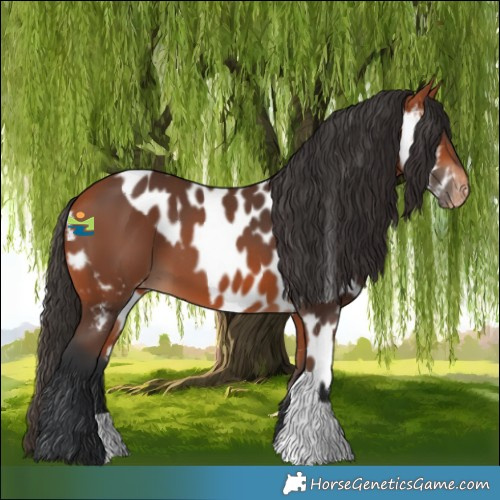 Horse Color:Bay Skewed Appaloosa 