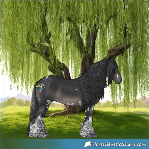 Horse Color:White Spotted Black 