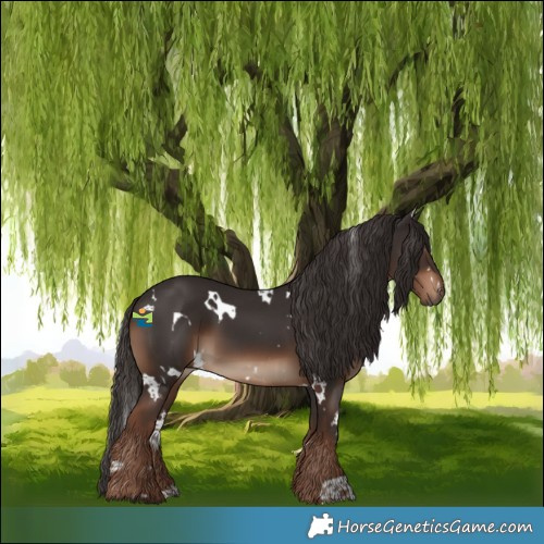 Horse Color:White Spotted Liver Chestnut 