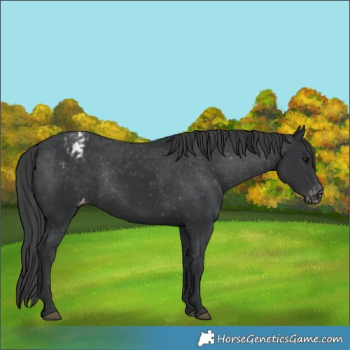 Horse Color:Black Appaloosa Rabicano 