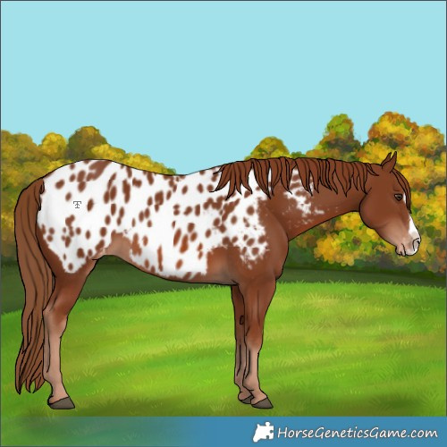 Horse Color:Chestnut Frame Appaloosa 