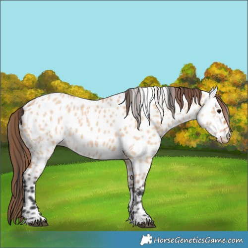 Horse Color:Bay Dun Appaloosa 