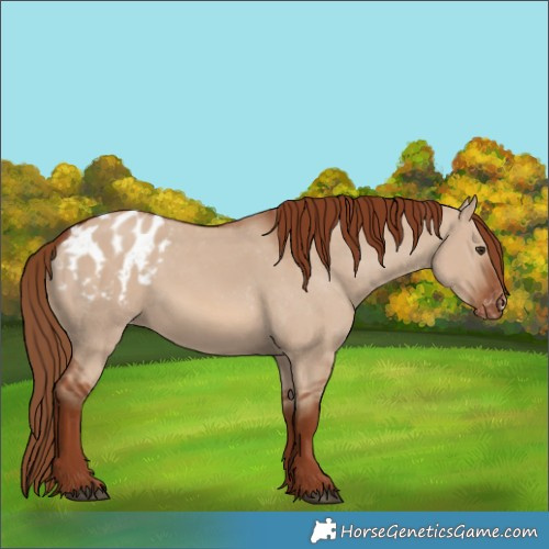Horse Color:Red Dun Appaloosa 