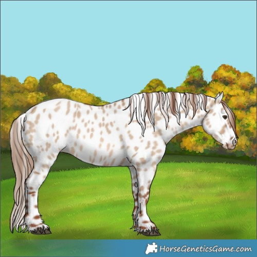 Horse Color:Red Dun Appaloosa 