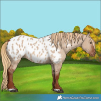 Horse Color:Red Dun Appaloosa 