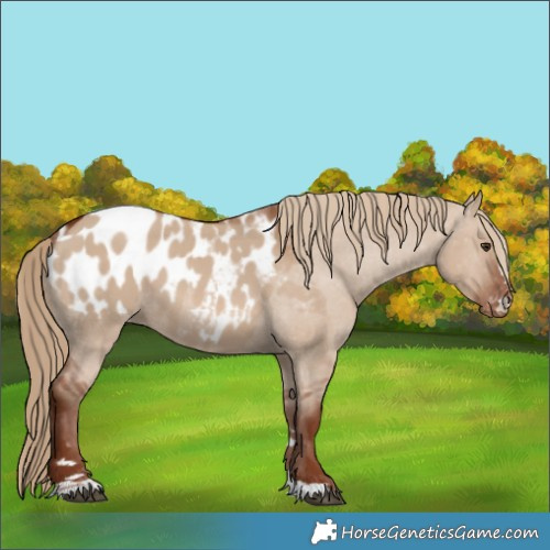 Horse Color:Red Dun Appaloosa 