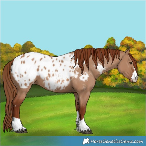 Horse Color:Red Dun Appaloosa 