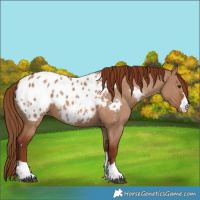 Horse Color:Red Dun Appaloosa 