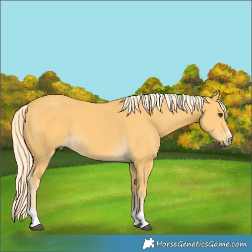 Horse Color:Palomino 