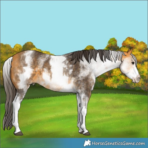 Horse Color:White Spotted Buckskin 