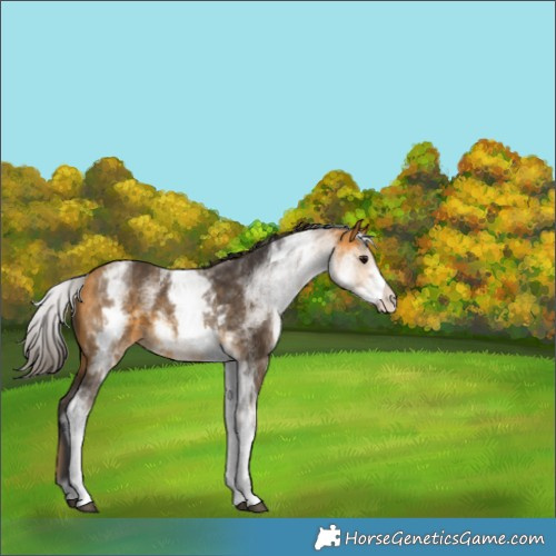 Horse Color:White Spotted Buckskin