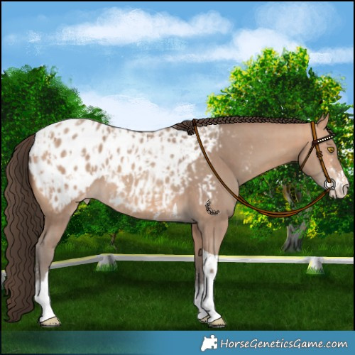 Horse Color:Amber Champagne Sabino Tobiano Appaloosa  and Amber Champagne Sabino Tobiano Appaloosa 