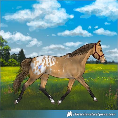 Horse Color:Buckskin Appaloosa 