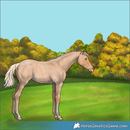 Horse Color:Gray Cremello Roan