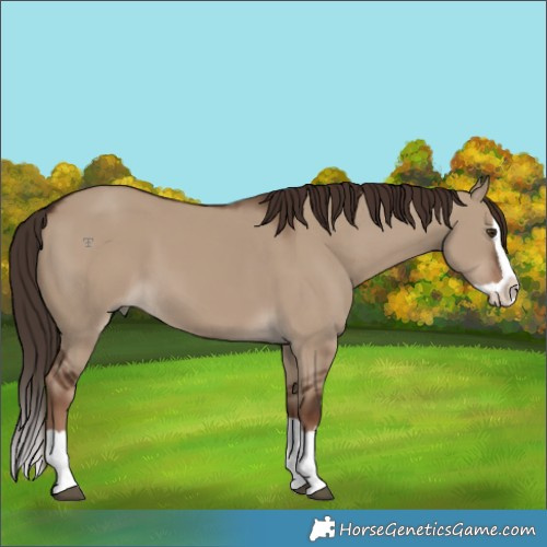 Horse Color:Liver Red Dun Splash 