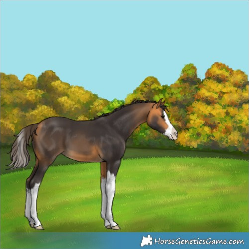 Horse Color:Buckskin Splash 