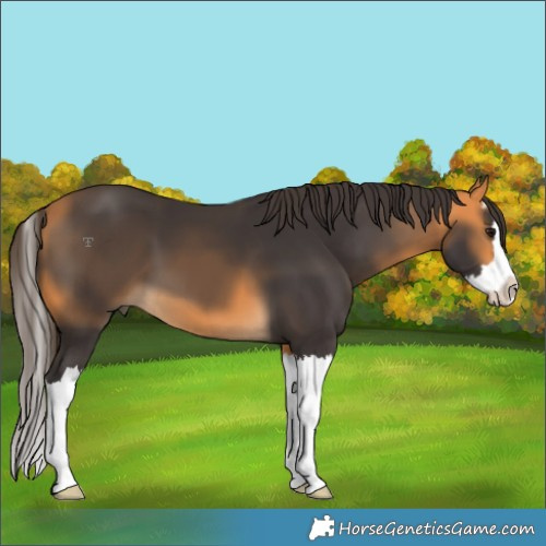 Horse Color:Buckskin Splash 