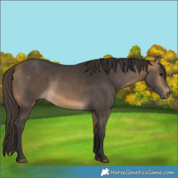 Horse Color:Buckskin 