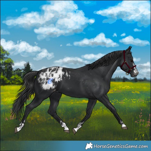 Horse Color:Black Appaloosa  and Black Appaloosa 