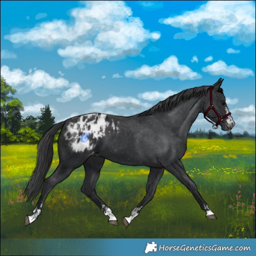 Horse Color:Black Appaloosa and Black Appaloosa